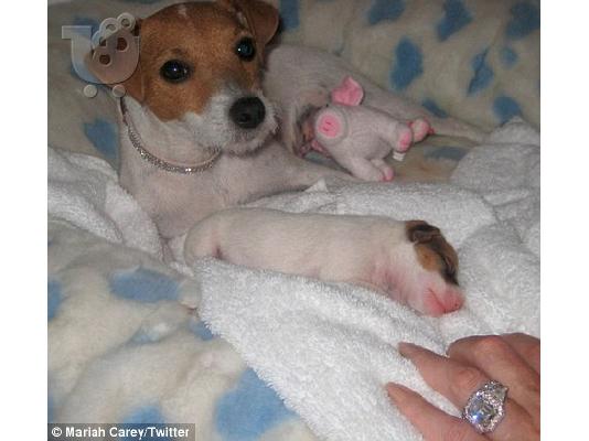 Jack Russell